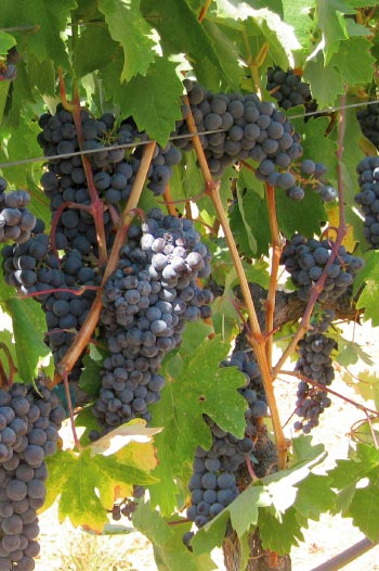 Grapes on a Vine | Resources