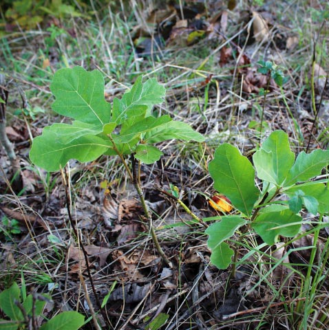 White Oak Saplings, Indiana