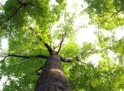 White Oak Tree